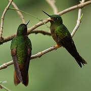 Chestnut-breasted Coronet