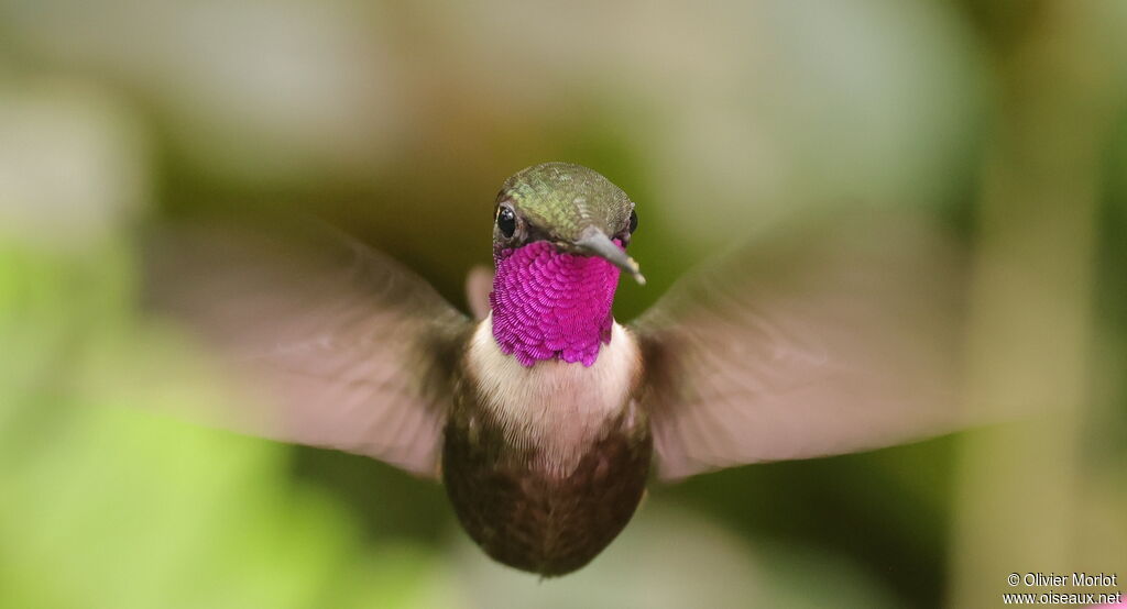 Colibri de Mitchell