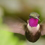 Purple-throated Woodstar