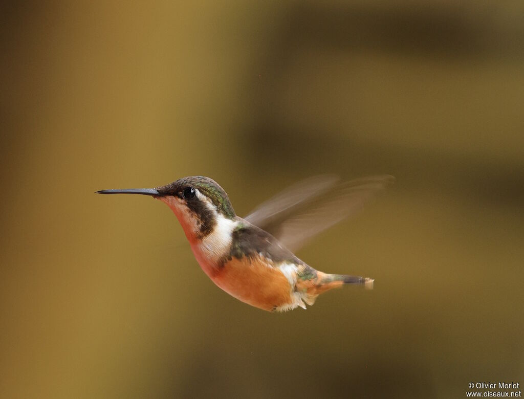 Purple-throated Woodstar