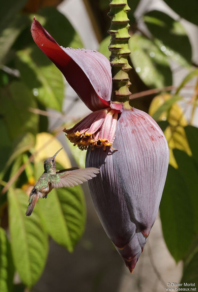 Colibri de Xantus femelle