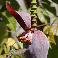 Colibri de Xantus