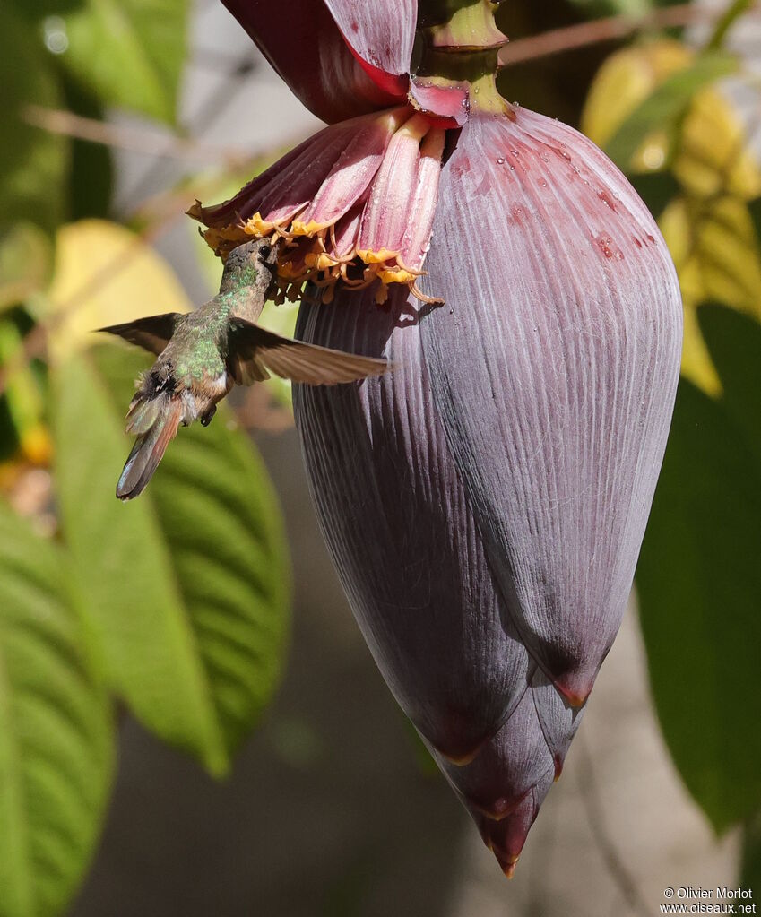 Colibri de Xantus femelle