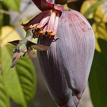 Colibri de Xantus