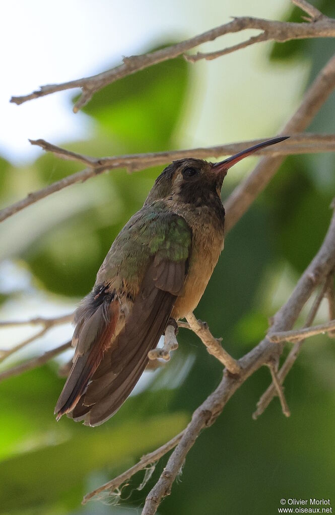 Colibri de Xantus femelle