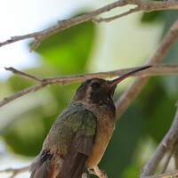 Colibri de Xantus