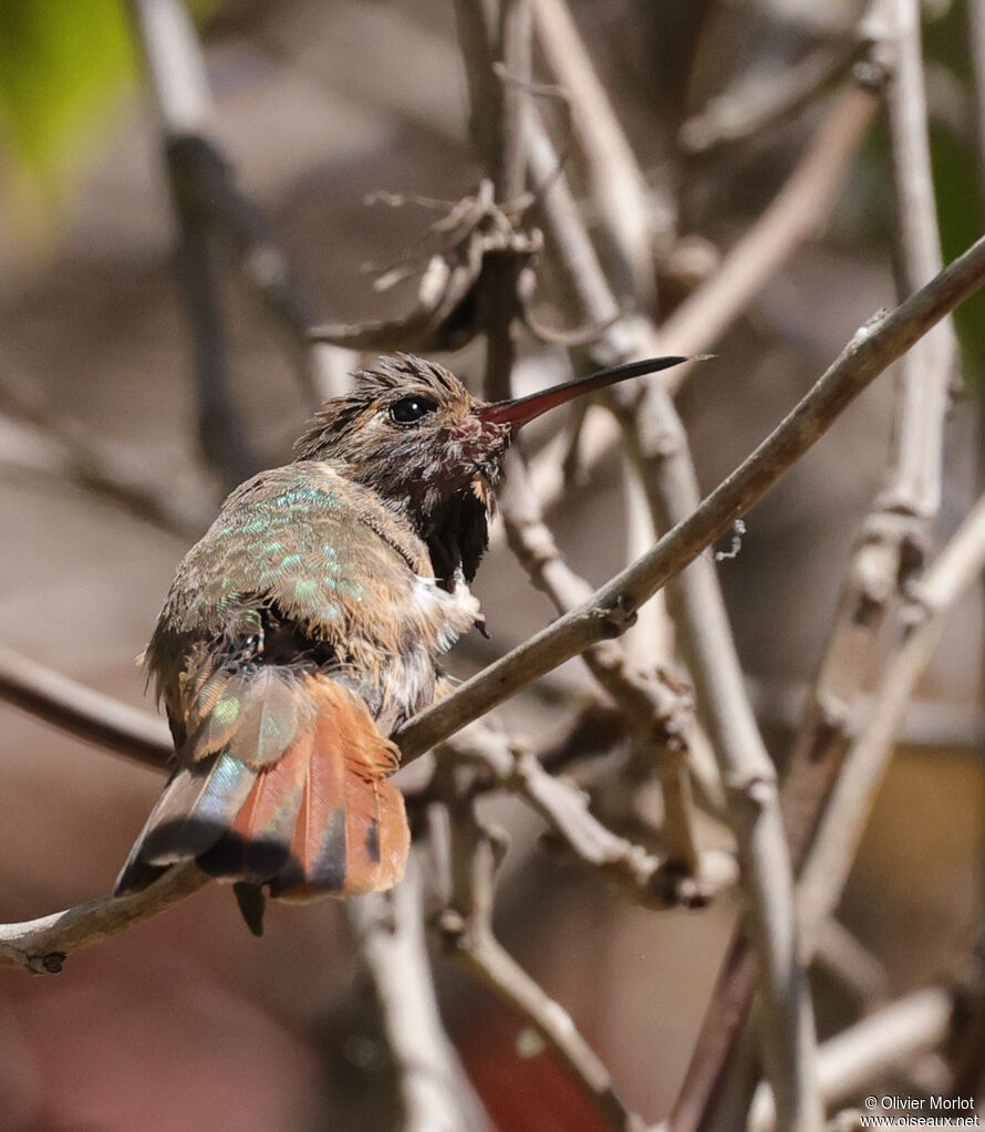 Colibri de Xantus femelle