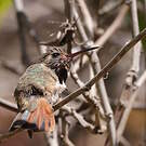 Colibri de Xantus