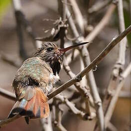 Colibri de Xantus