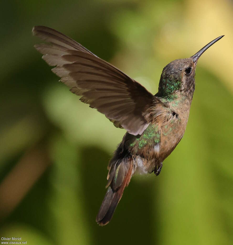 Colibri de Xantus femelle
