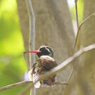 Colibri de Xantus