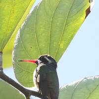 Colibri de Xantus