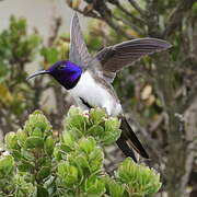 Colibri du Chimborazo