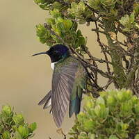 Colibri du Chimborazo