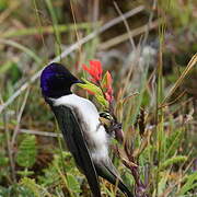 Colibri du Chimborazo