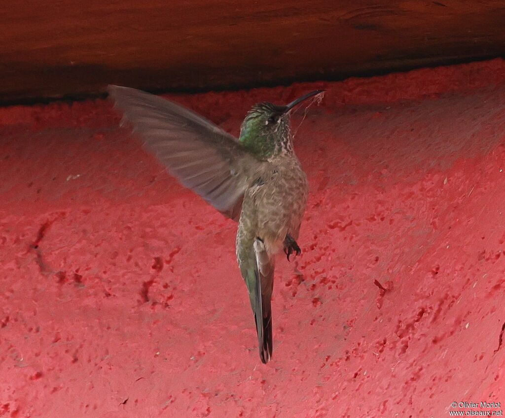 Colibri du Chimborazo