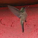 Colibri du Chimborazo