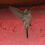 Colibri du Chimborazo