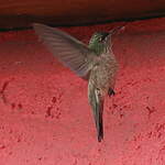 Colibri du Chimborazo