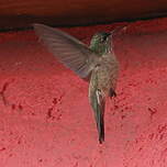 Colibri du Chimborazo