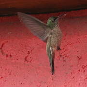 Colibri du Chimborazo