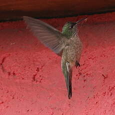 Colibri du Chimborazo