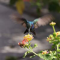 Colibri faux-saphir