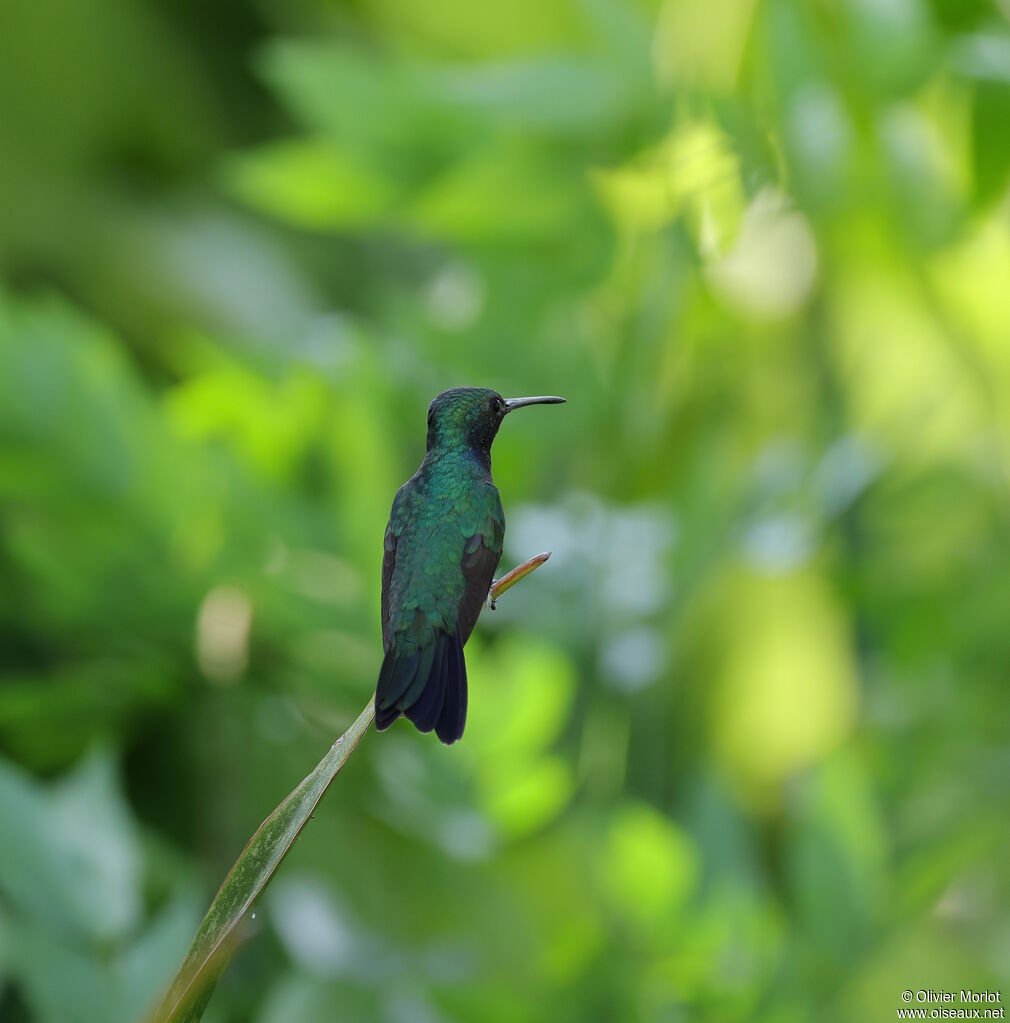 Colibri faux-saphir mâle