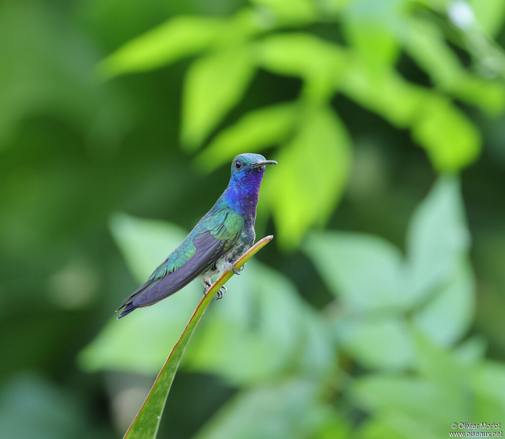 Colibri faux-saphir mâle