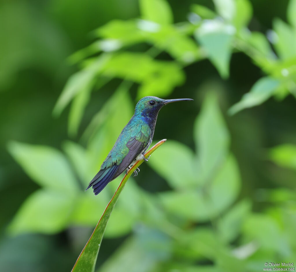 Colibri faux-saphir mâle