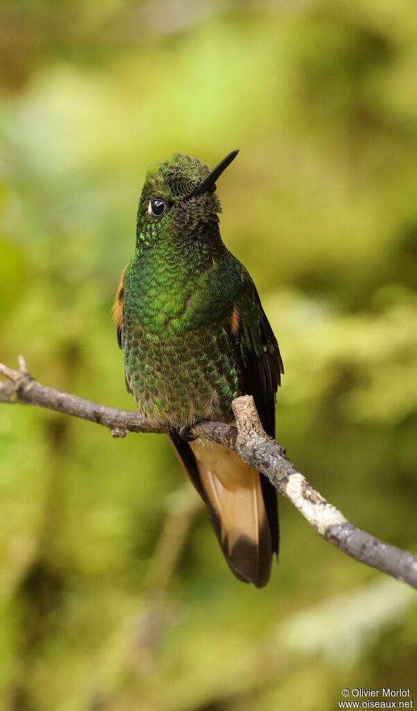 Buff-tailed Coronet