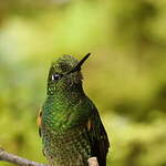 Colibri flavescent