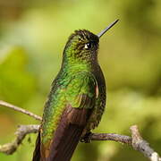 Buff-tailed Coronet