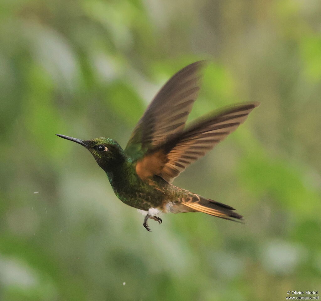 Colibri flavescent