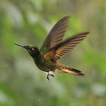 Colibri flavescent