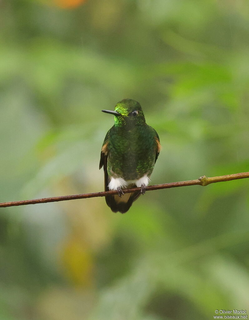 Buff-tailed Coronet