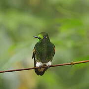 Buff-tailed Coronet