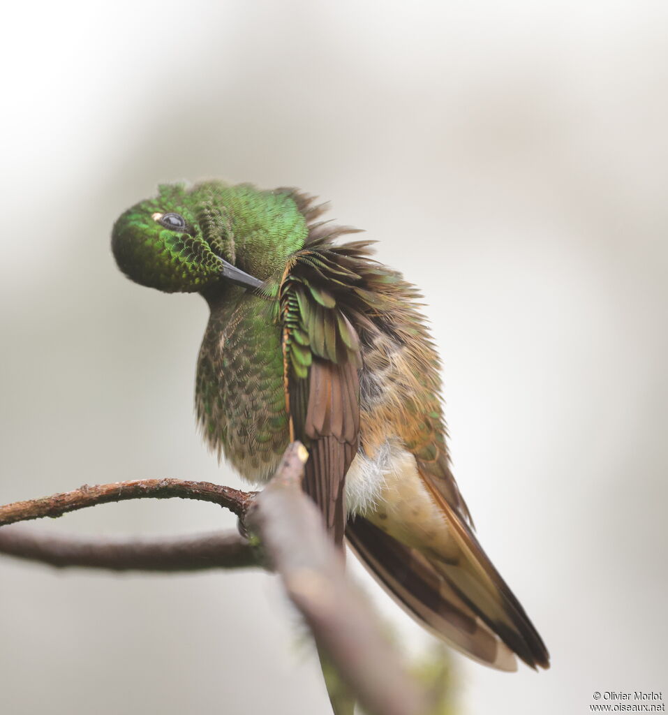 Buff-tailed Coronet