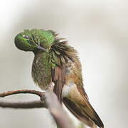 Buff-tailed Coronet