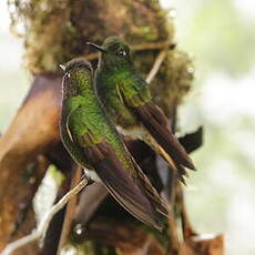 Colibri flavescent