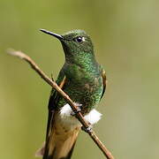 Colibri flavescent