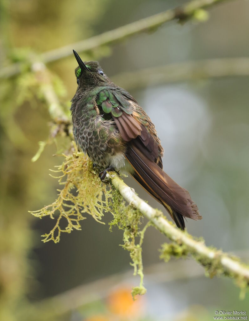 Colibri flavescent