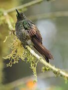 Buff-tailed Coronet