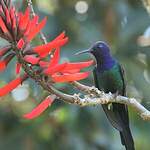 Colibri hirondelle