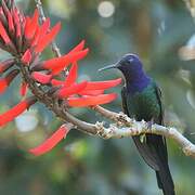 Swallow-tailed Hummingbird