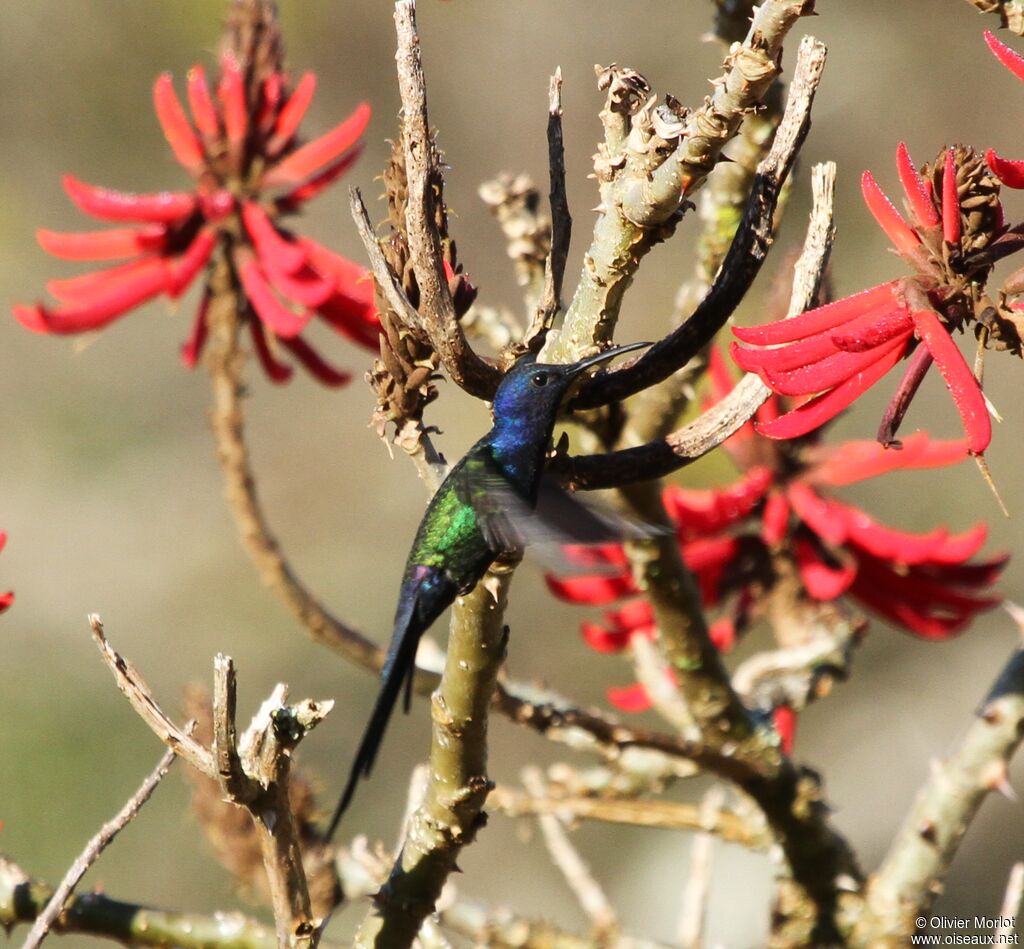 Colibri hirondelle