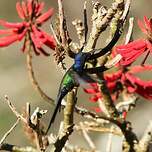 Colibri hirondelle