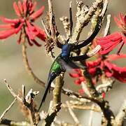 Swallow-tailed Hummingbird