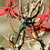 Colibri hirondelle