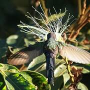 Swallow-tailed Hummingbird